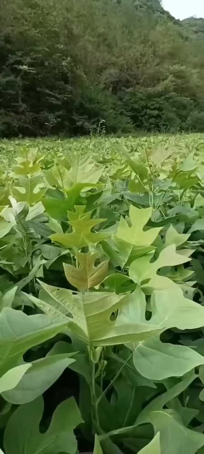马卦木苗