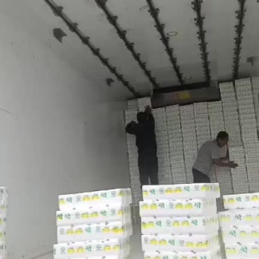 寿光市蔬菜圣女果之乡千喜已上市，粉贝贝会陆续上市