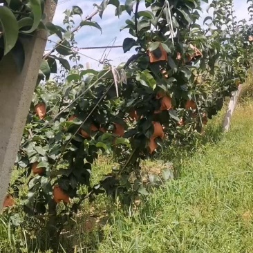 胶东半岛正宗秋月梨