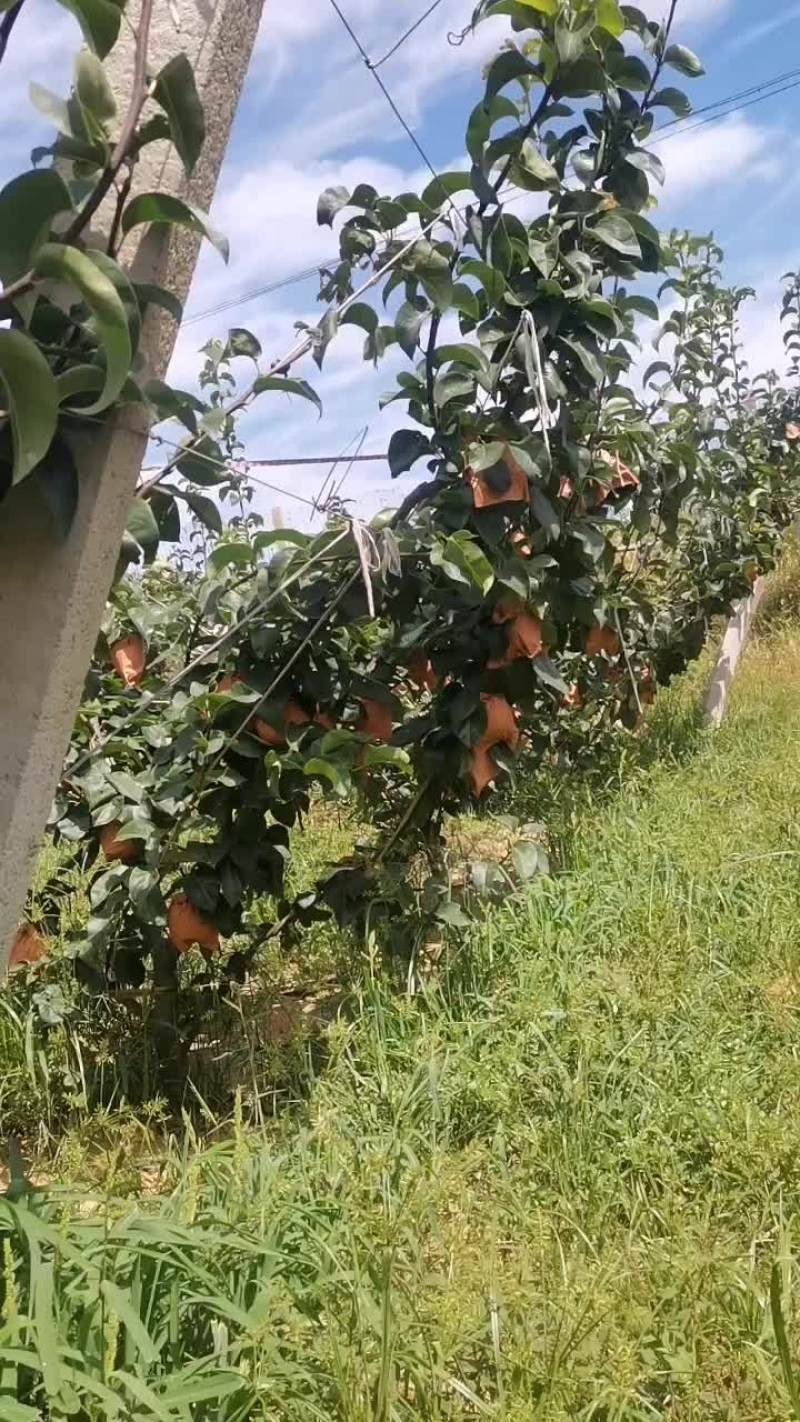 胶东半岛正宗秋月梨