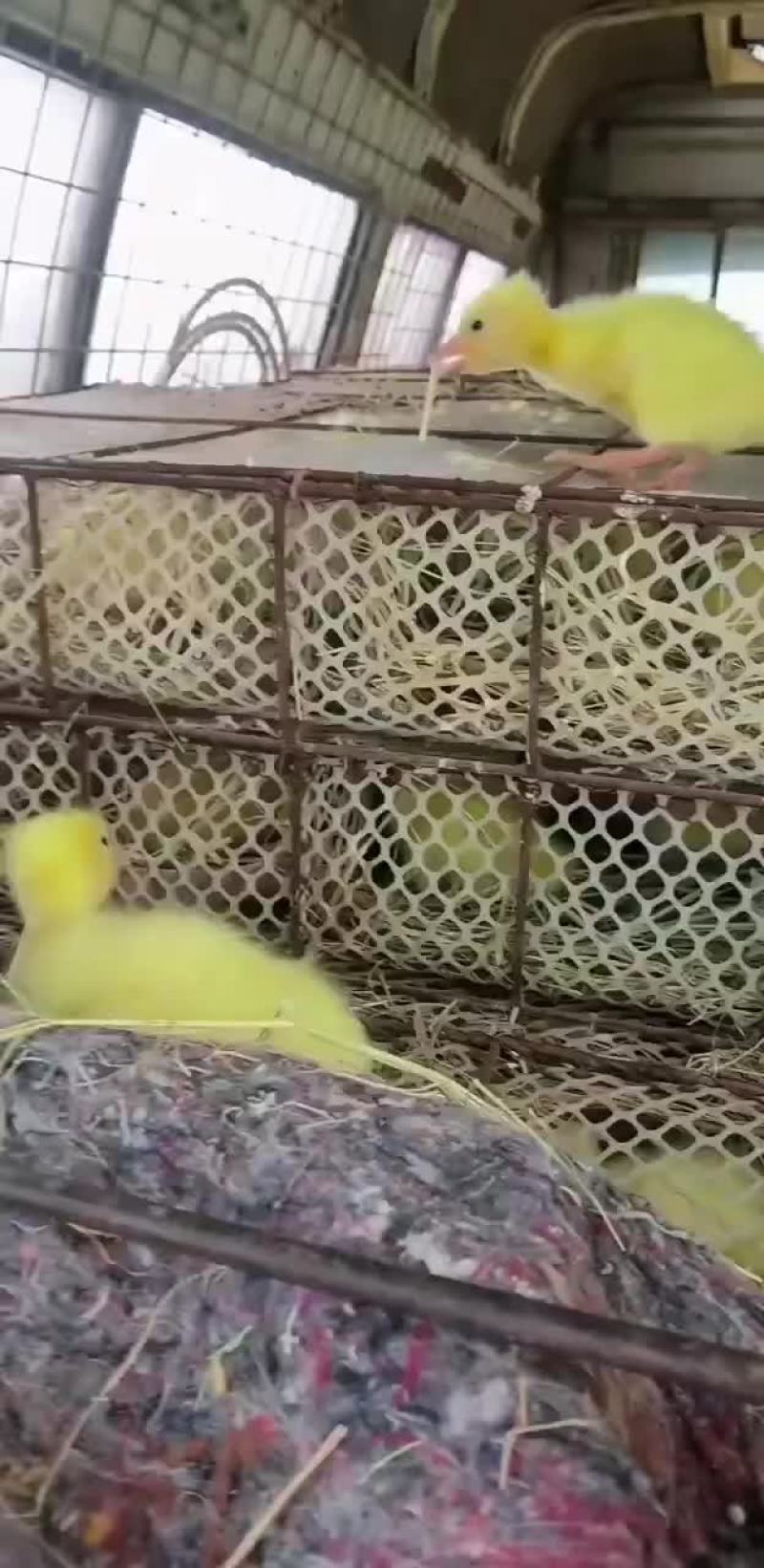批发鹅苗，鸭苗，鸳鸯及各种脱温苗