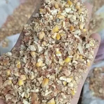 碎玉米全年现货供应碎玉米小麦豆粕草籽