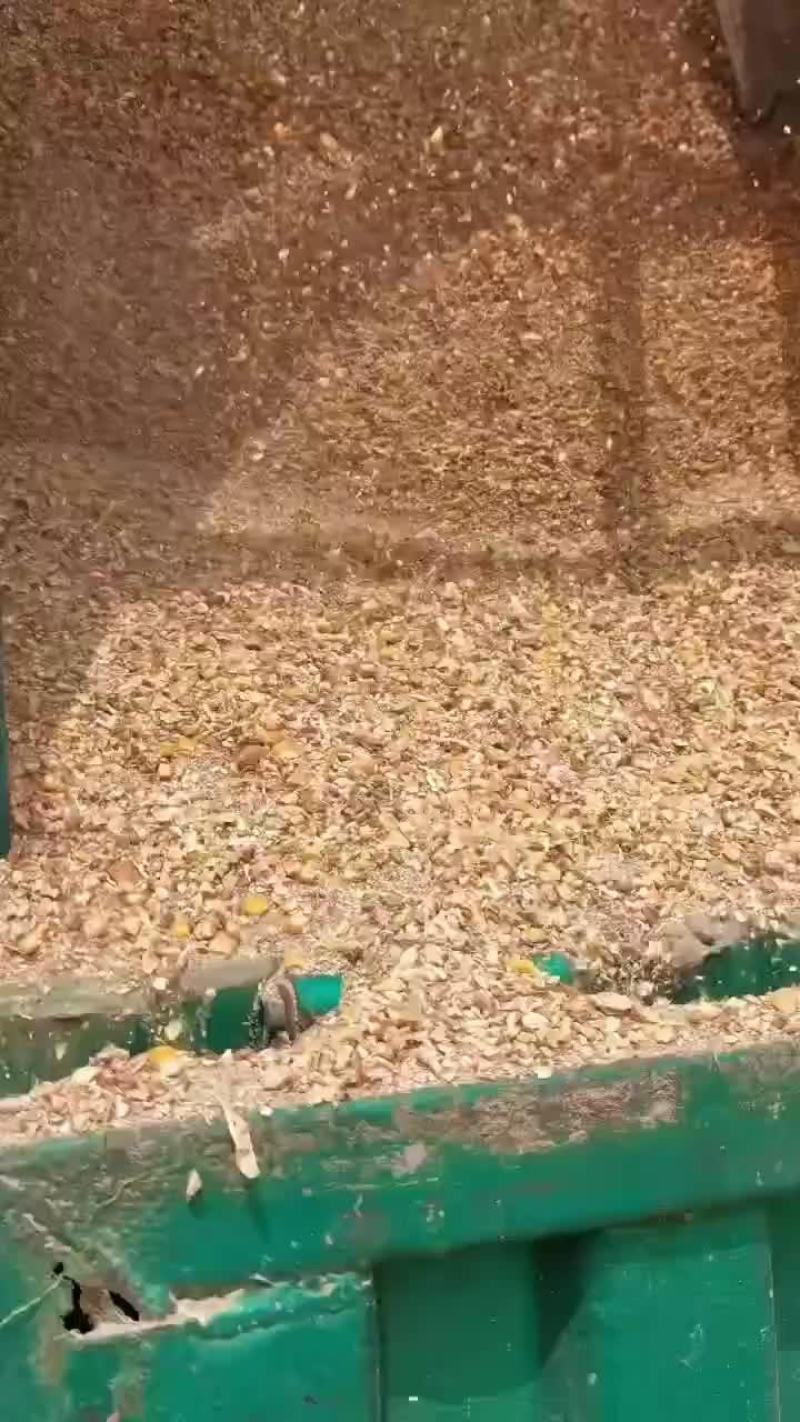 碎玉米全年现货供应碎玉米小麦豆粕草籽