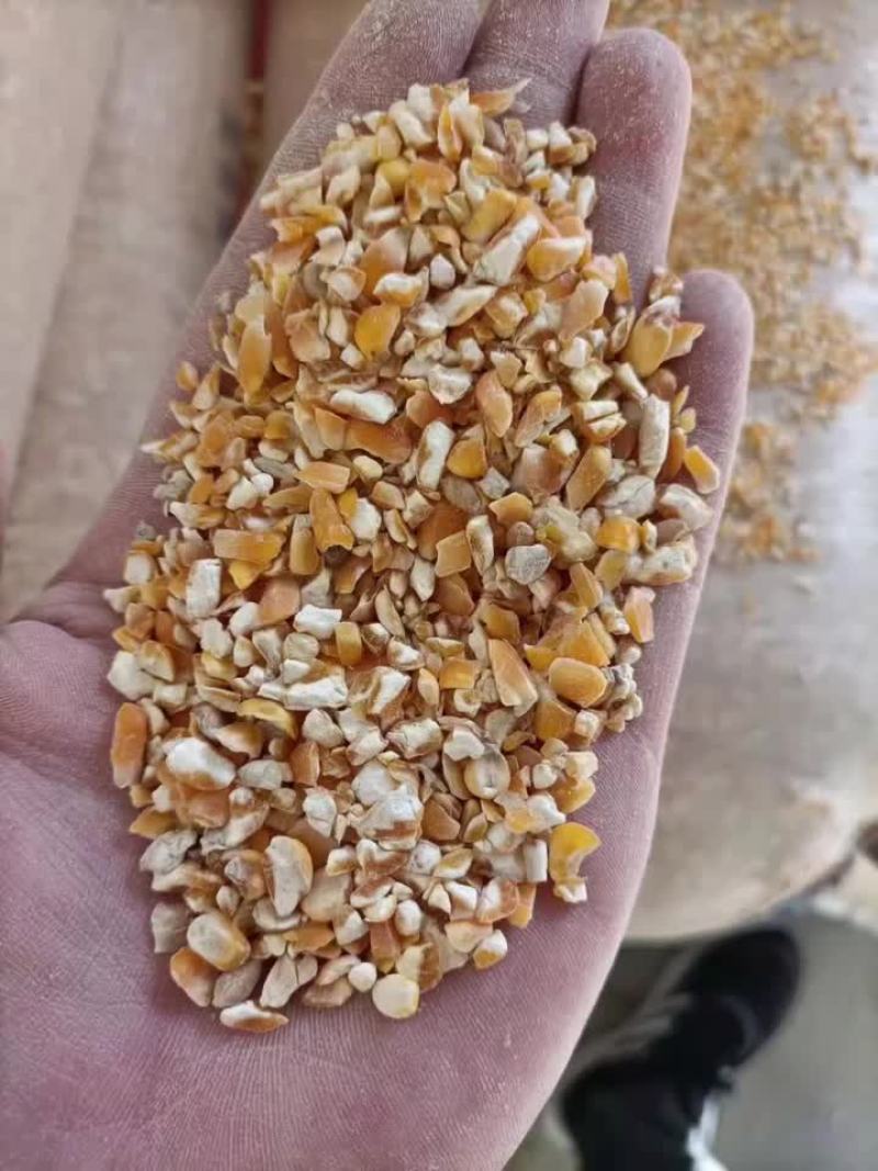 碎玉米全年现货供应碎玉米小麦豆粕草籽