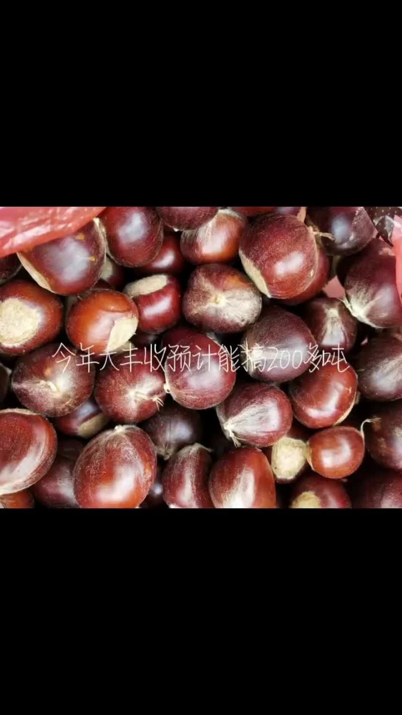 新鲜板栗一天比一天红