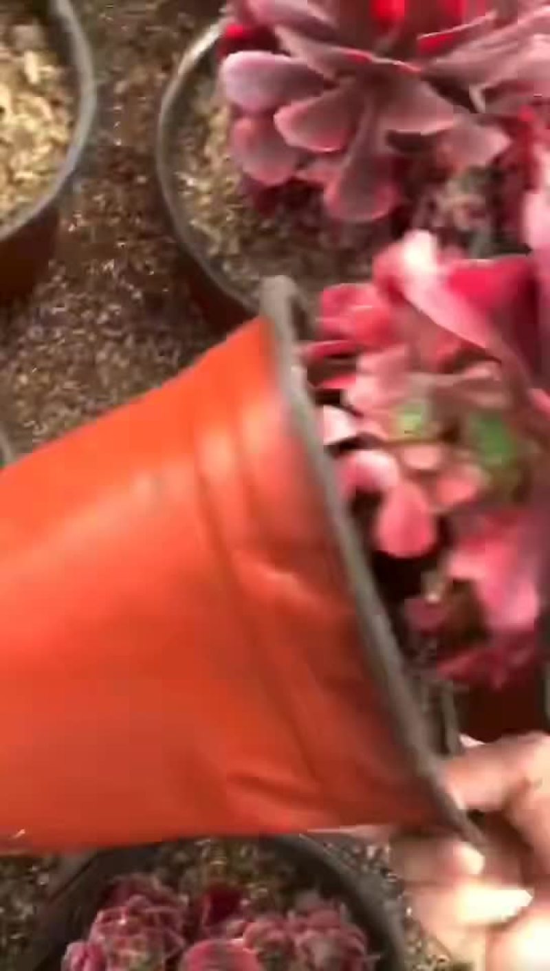 美杜莎手捧，全是精控型度过三年夏天的