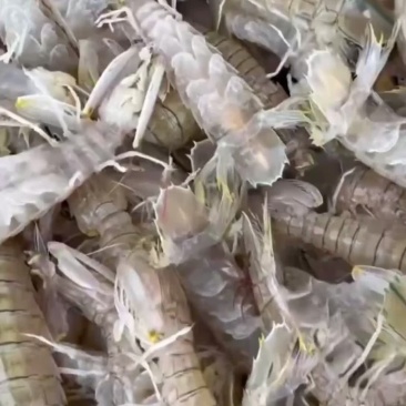 批发皮皮虾北部湾海域装网作业可零售