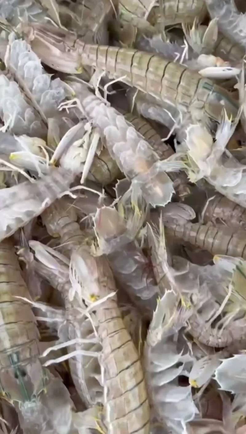 批发皮皮虾北部湾海域装网作业可零售