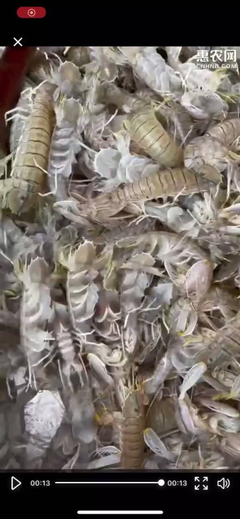 批发皮皮虾北部湾海域装网作业可零售
