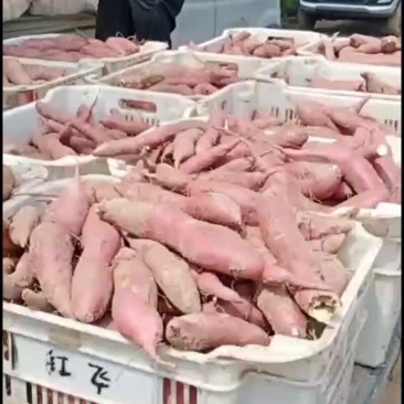 商薯十九，口感，有甜有面