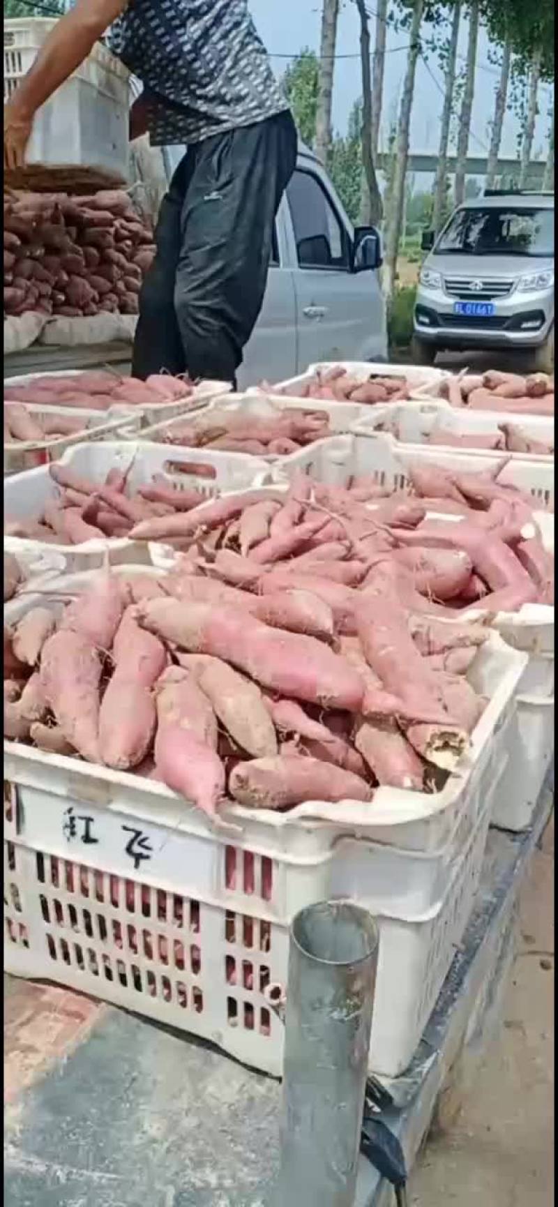 商薯十九，口感，有甜有面