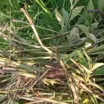 青草药材溪黄草