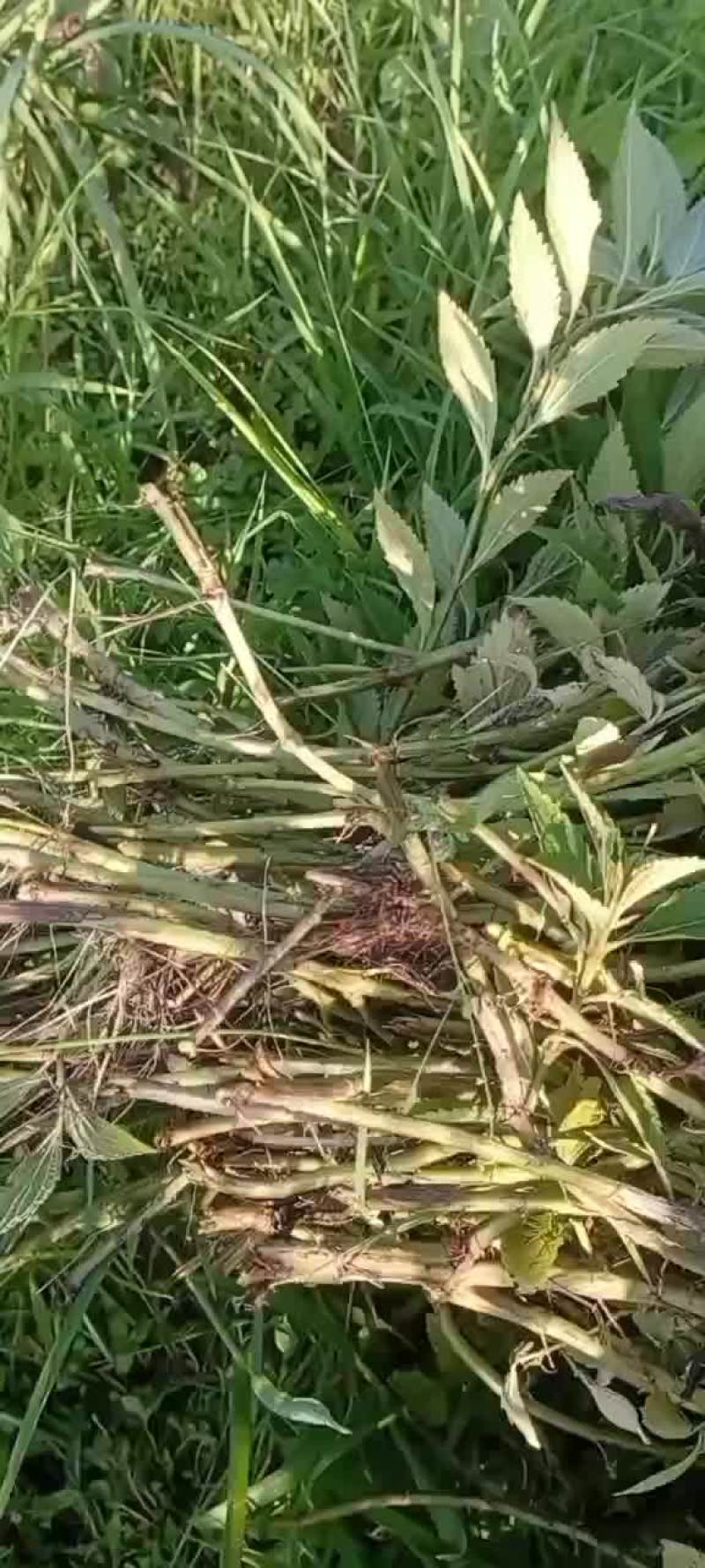 青草药材溪黄草