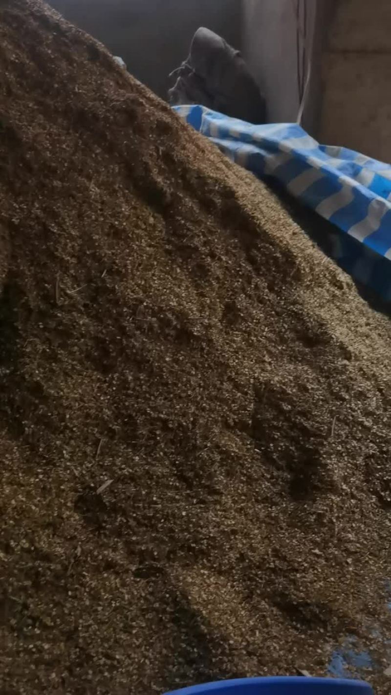 二年白芷种子