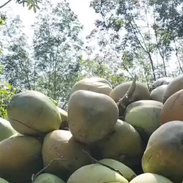 椰子