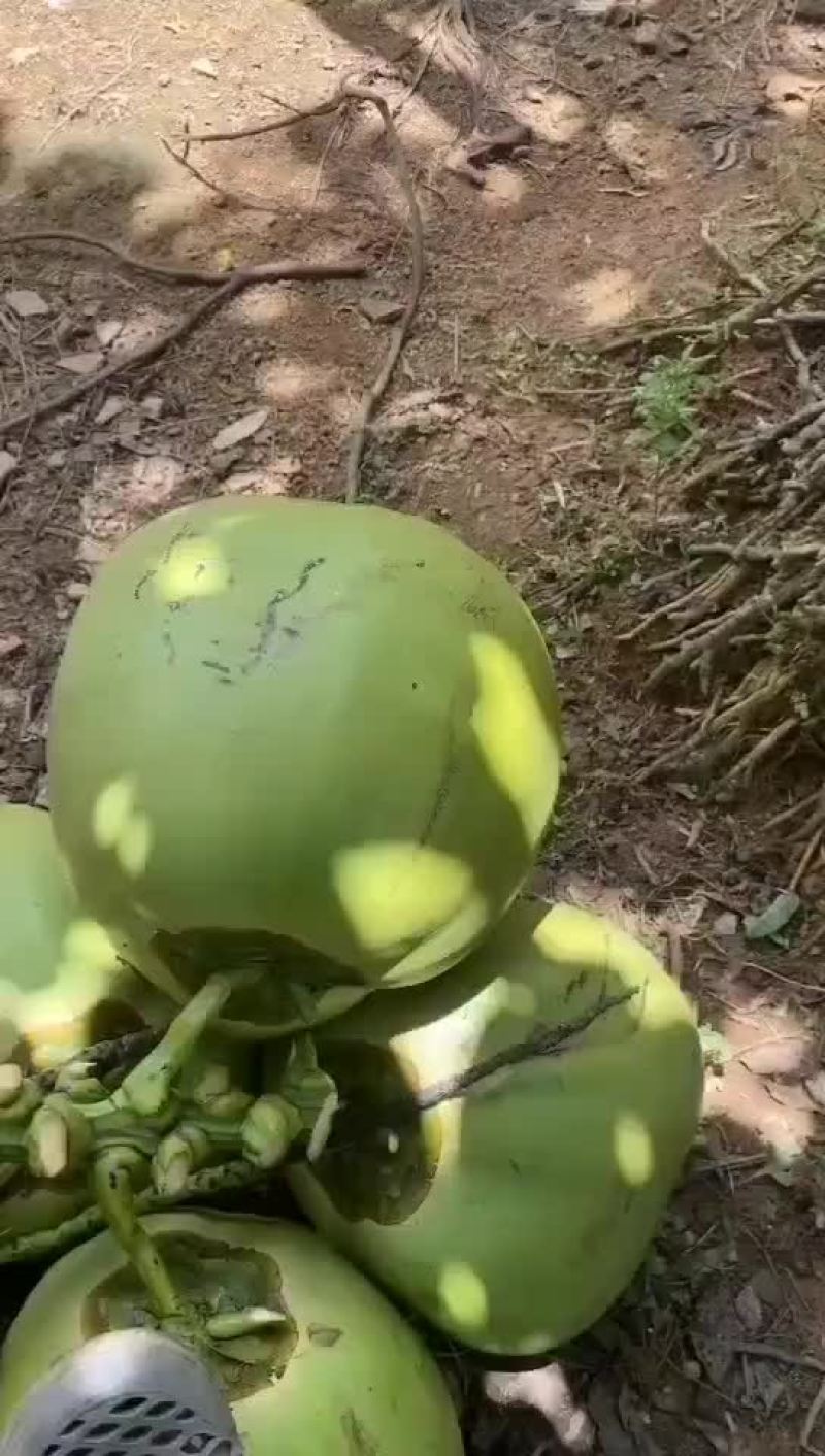 椰子