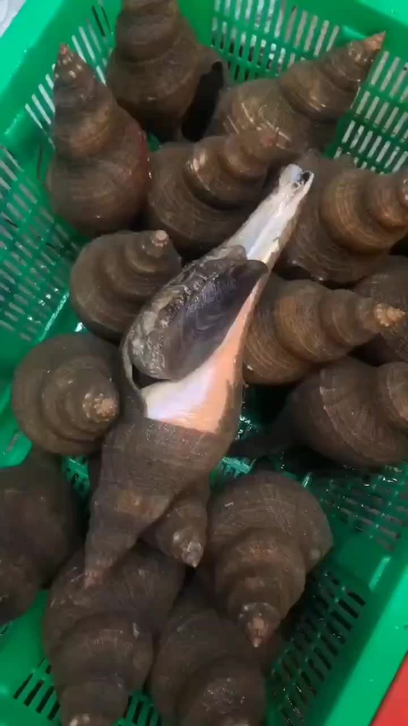 本港薄壳大响螺