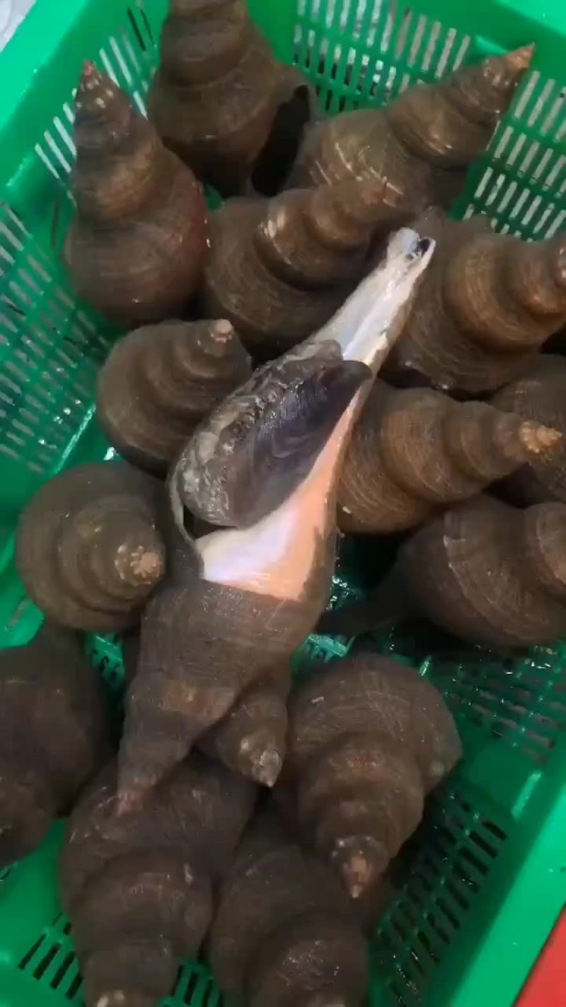 本港薄壳大响螺