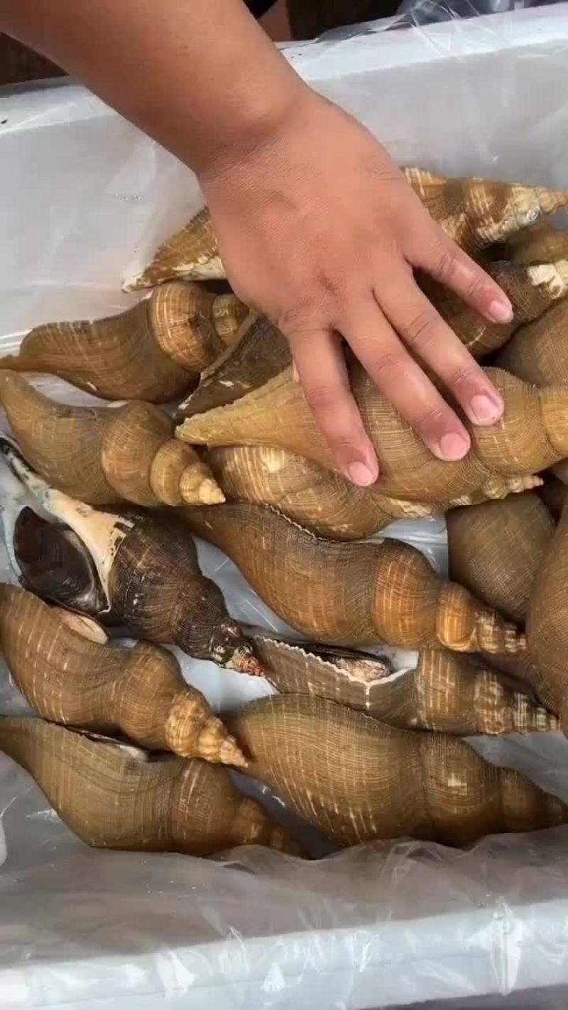 本港薄壳大响螺