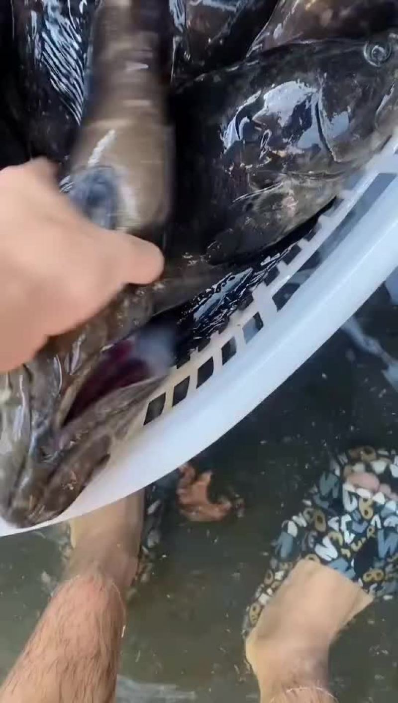 福建石斑鱼，海水珍珠龙胆鱼