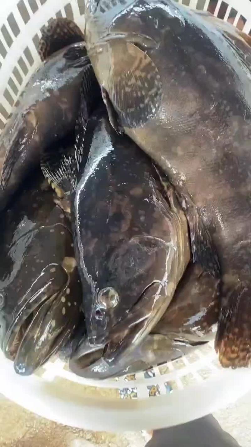 福建石斑鱼，海水珍珠龙胆鱼