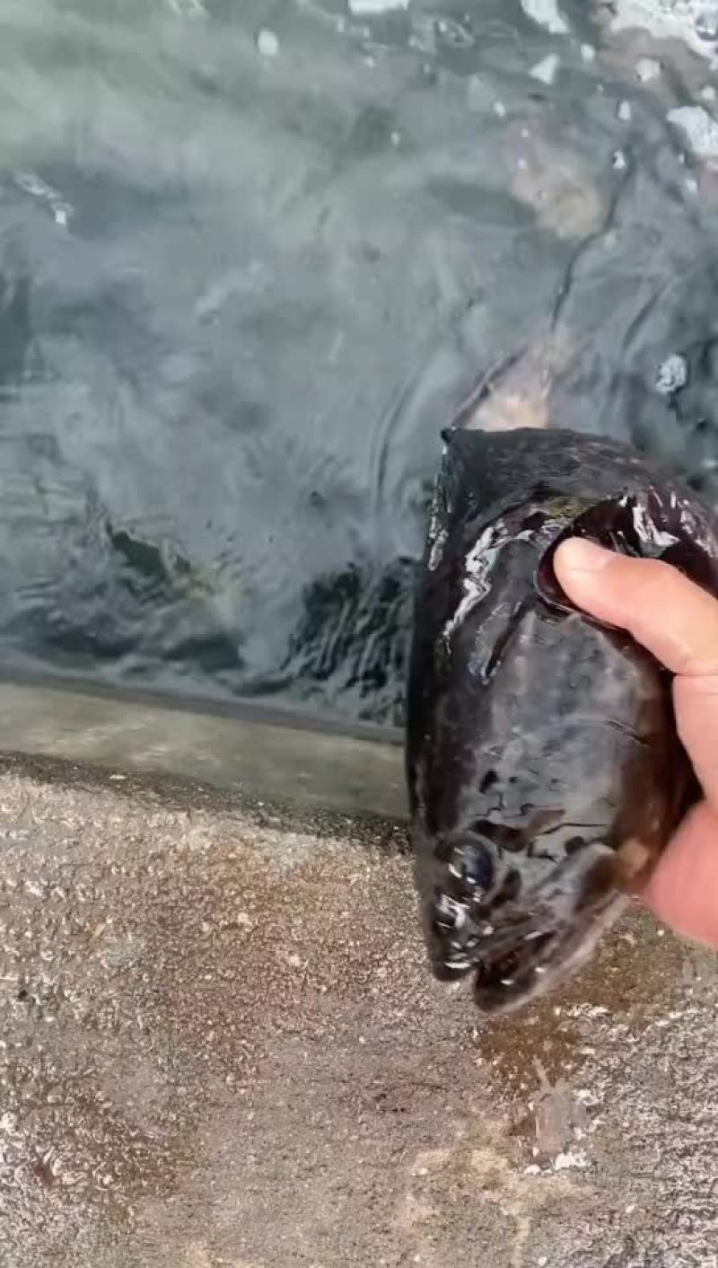 福建石斑鱼，海水珍珠龙胆鱼