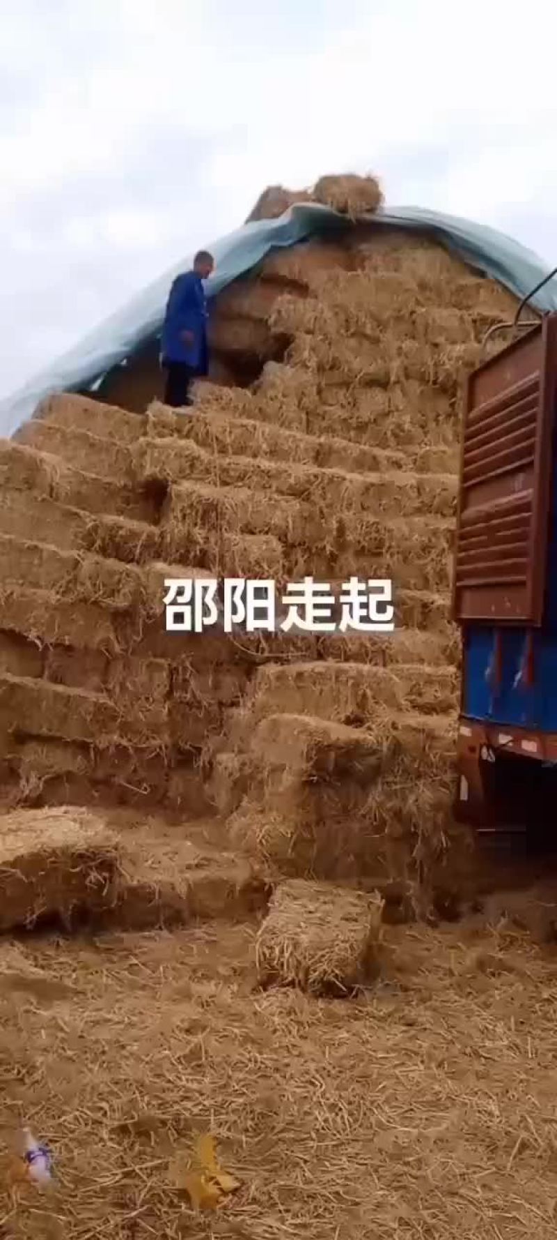华沐秸杆合作社：2023年九月一日新稻草大量上市
