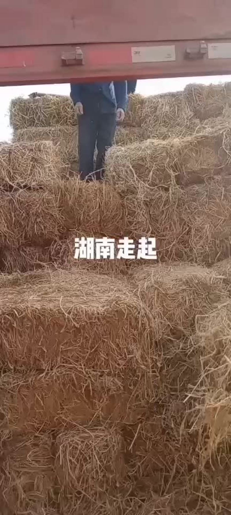 华沐秸杆合作社：2023年九月一日新稻草大量上市