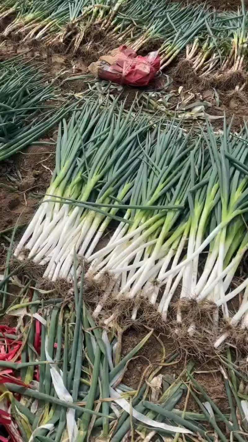 长白大葱