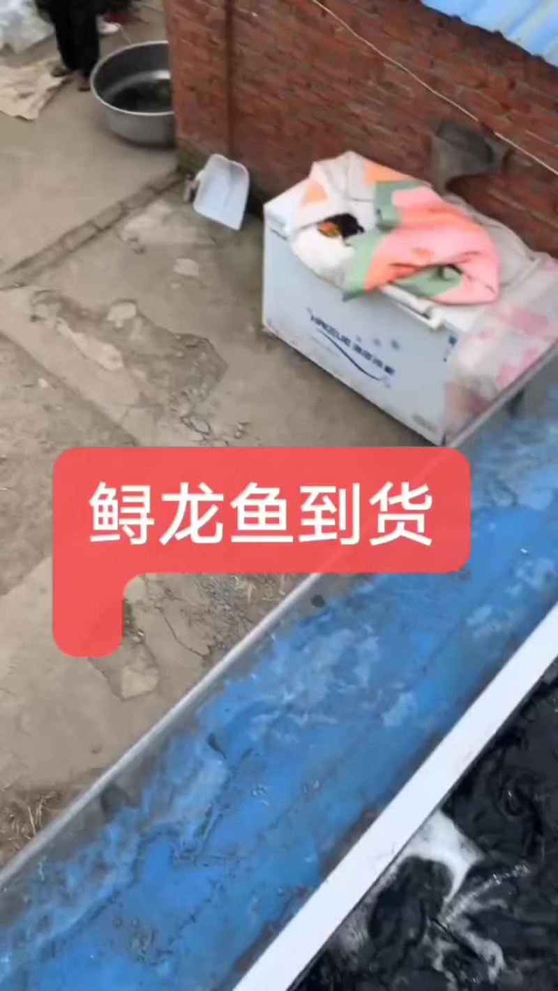 鲟龙鱼