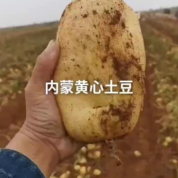 内蒙精品土豆