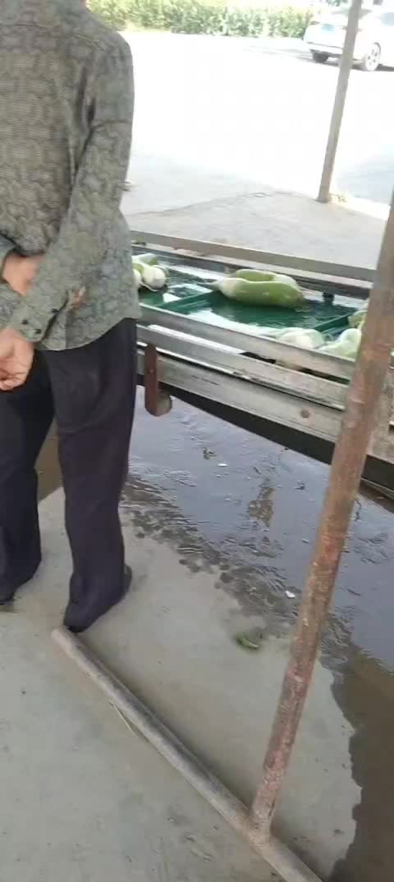 甘肃省白银市靖远县精品罗卜大青头