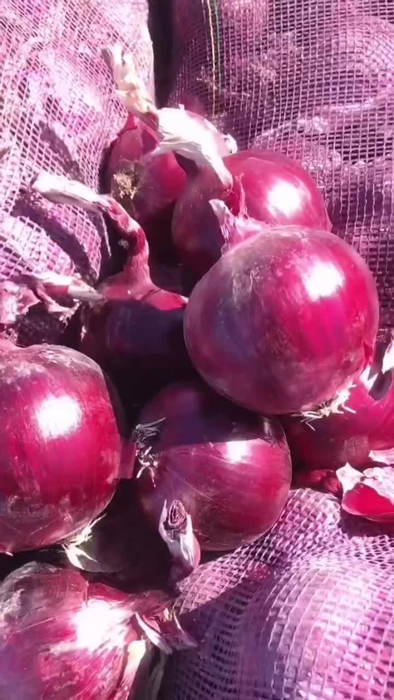 精品8-12紫葱