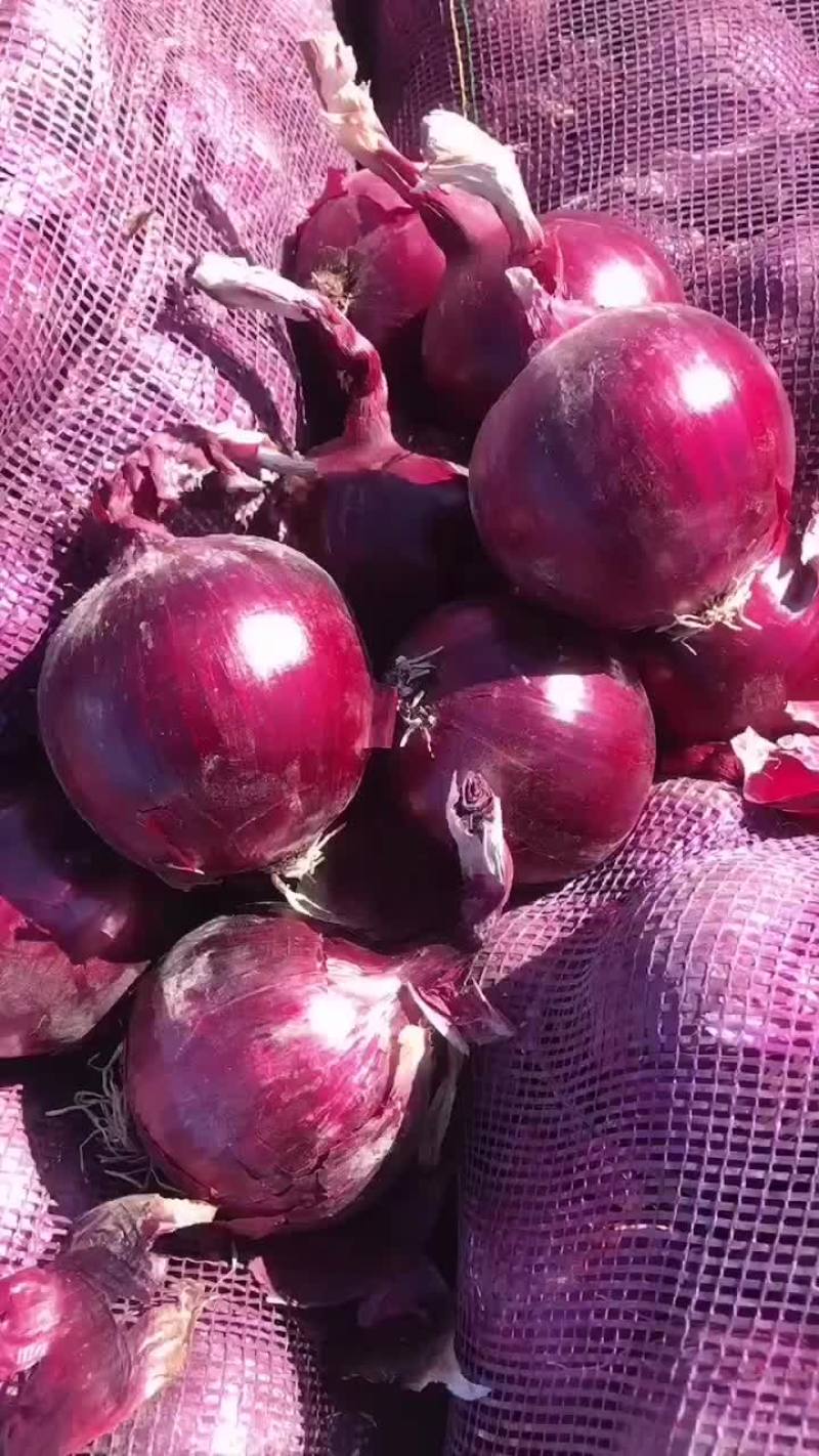 精品8-12紫葱
