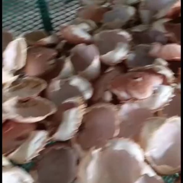 蟹壳专卖