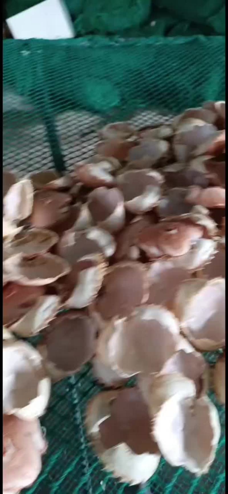 蟹壳专卖