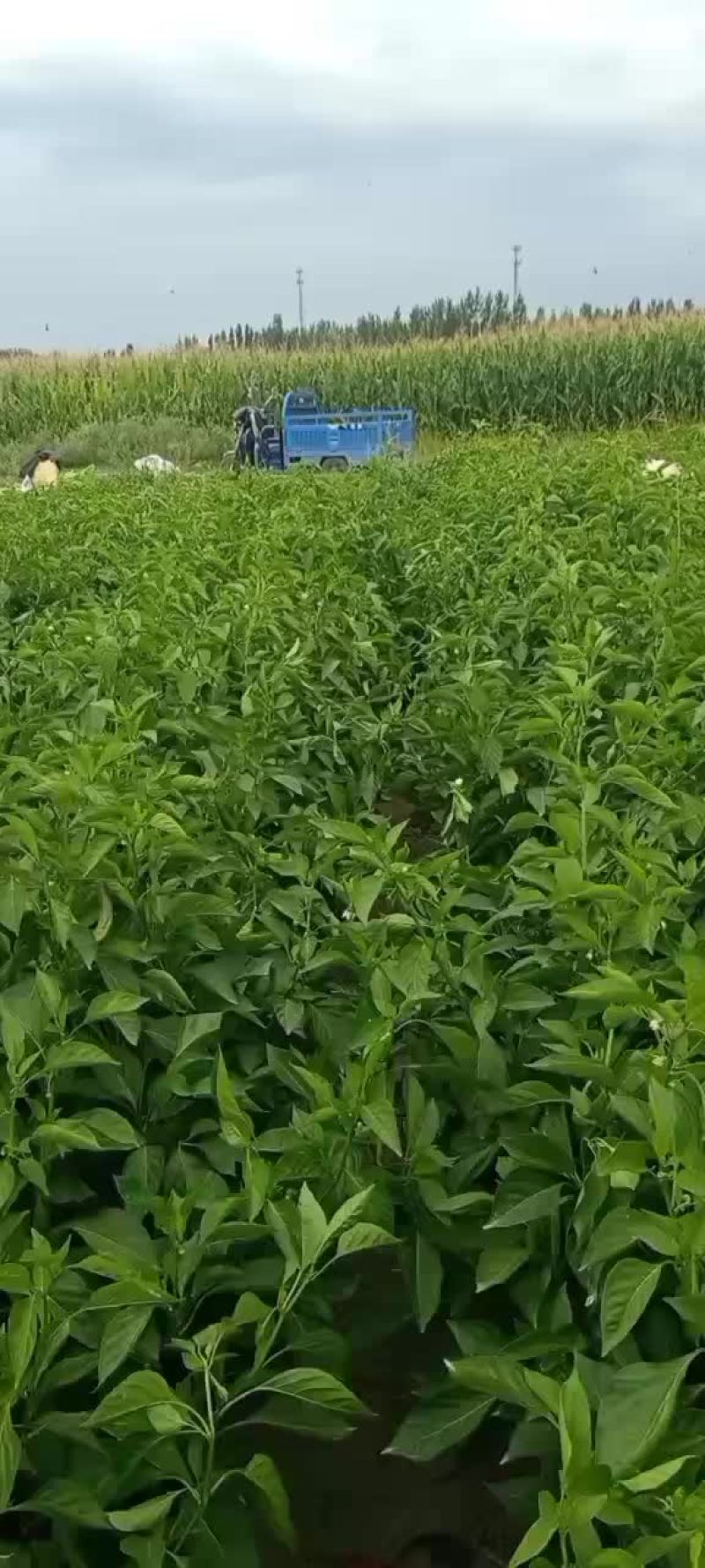 我有辣椒要卖