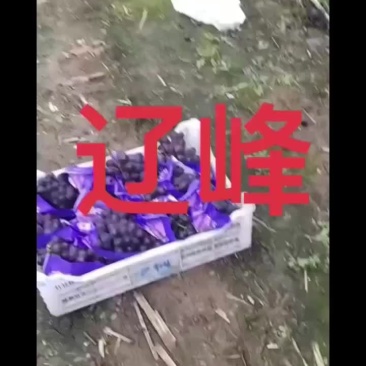 辽峰葡萄产地直发