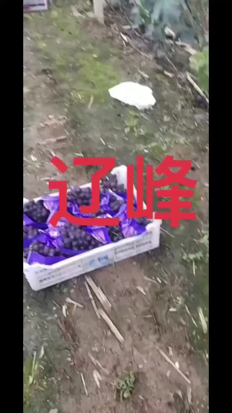 辽峰葡萄产地直发