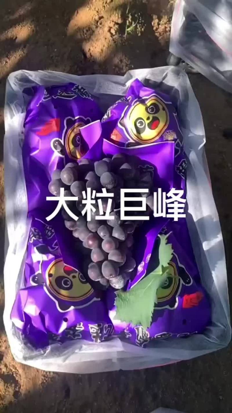 辽峰葡萄产地直发