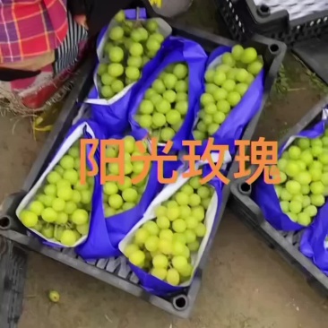 阳光玫瑰产地直发