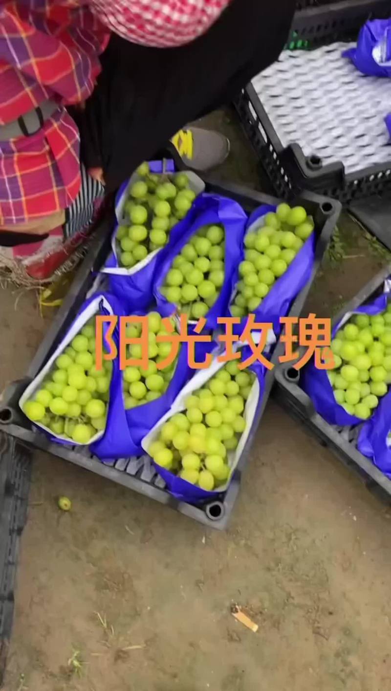 阳光玫瑰产地直发