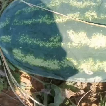 皮二西瓜