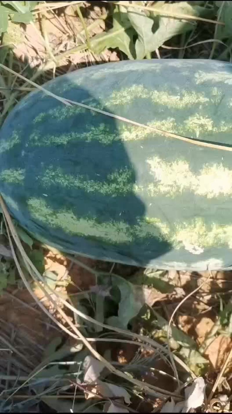 皮二西瓜
