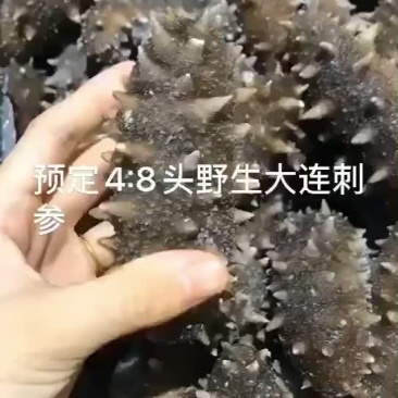 辽参即食海参大头