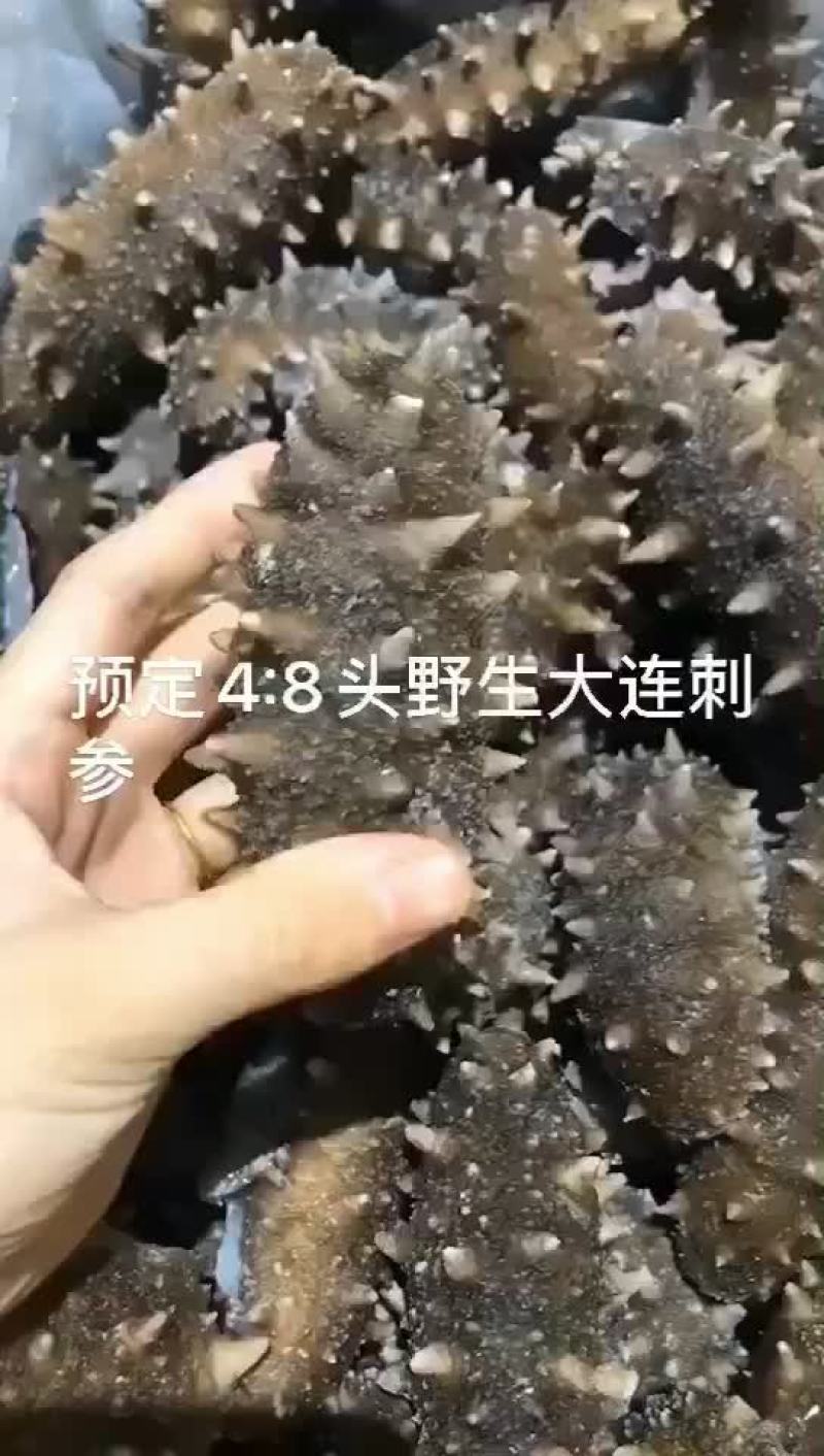 辽参即食海参大头