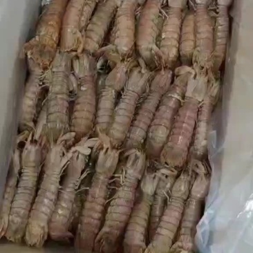 煮熟的皮皮虾