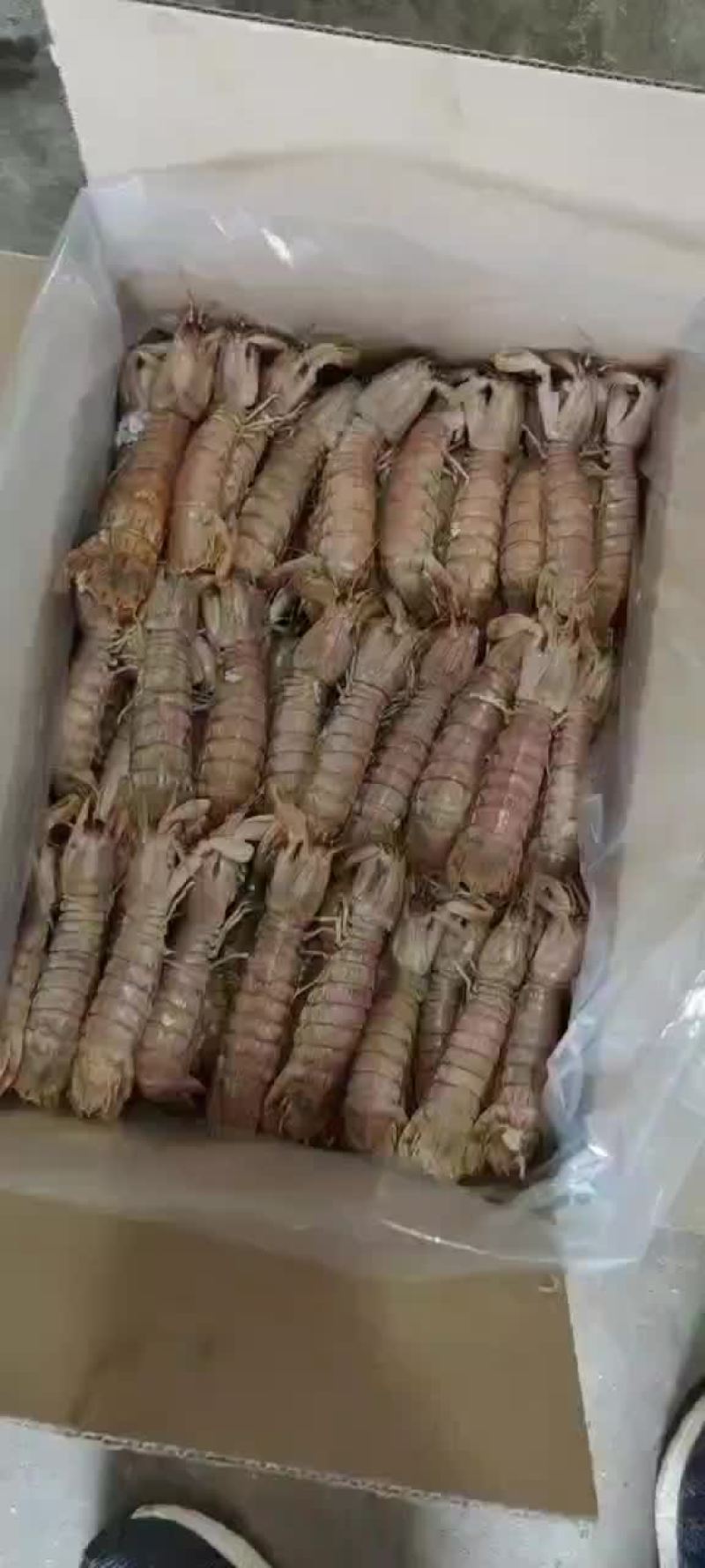煮熟的皮皮虾