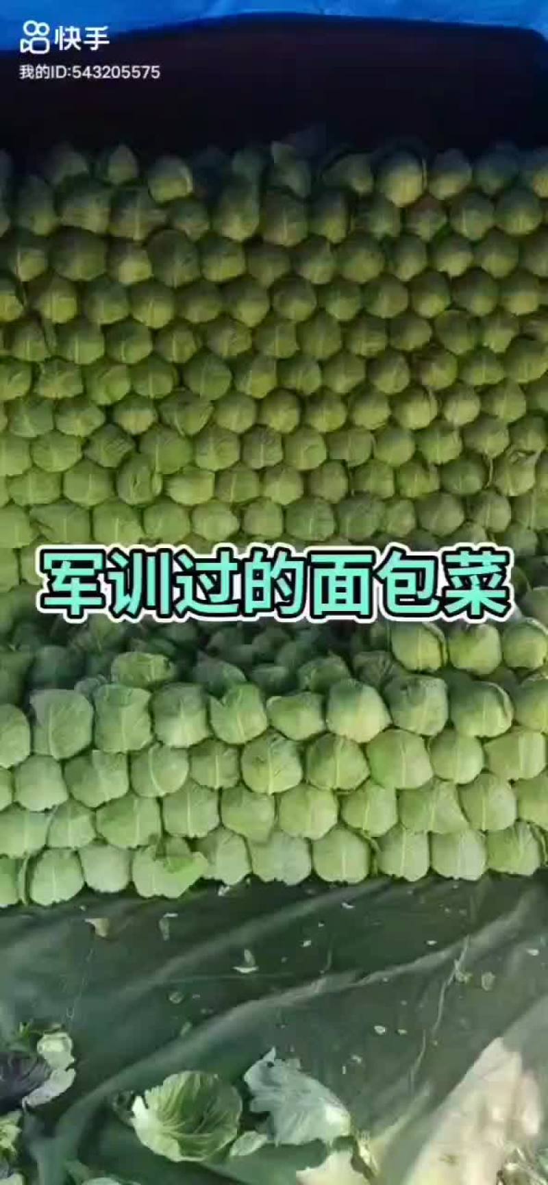 甘蓝