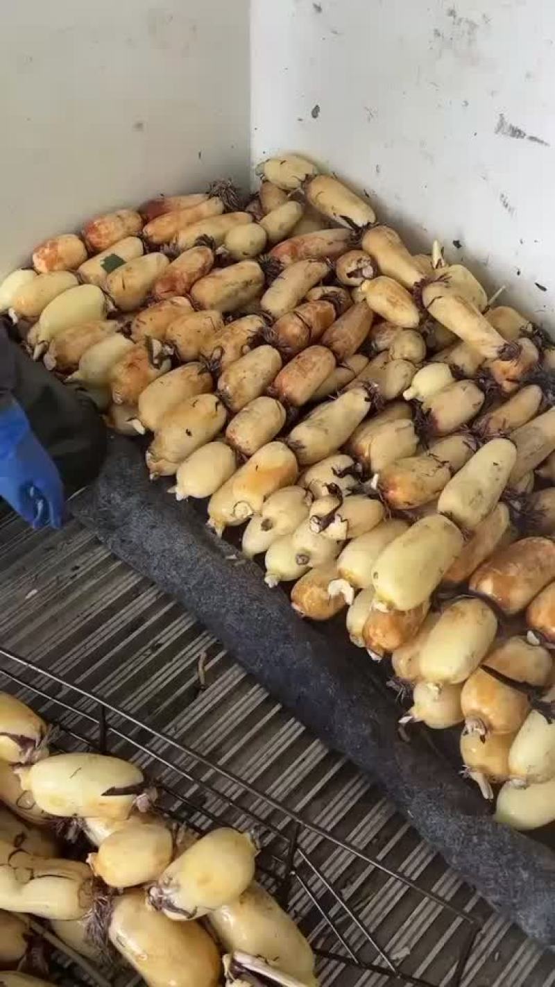 山西面藕，产地直供
